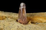 Spinosaurus Jaw Section - Composite Tooth #110476-5